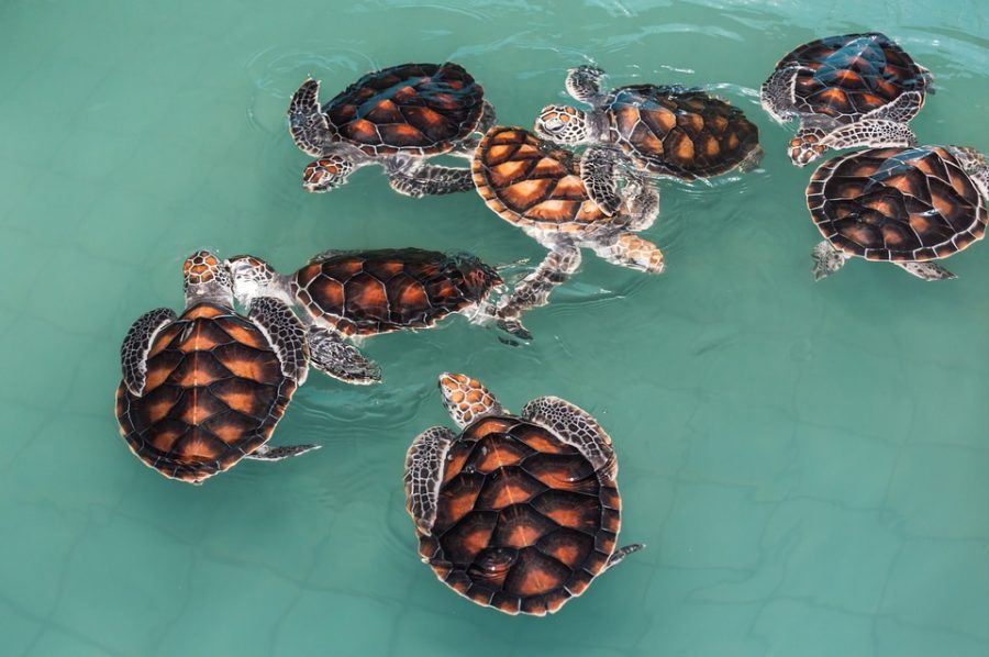 Majority of sea turtles born female due to climate change