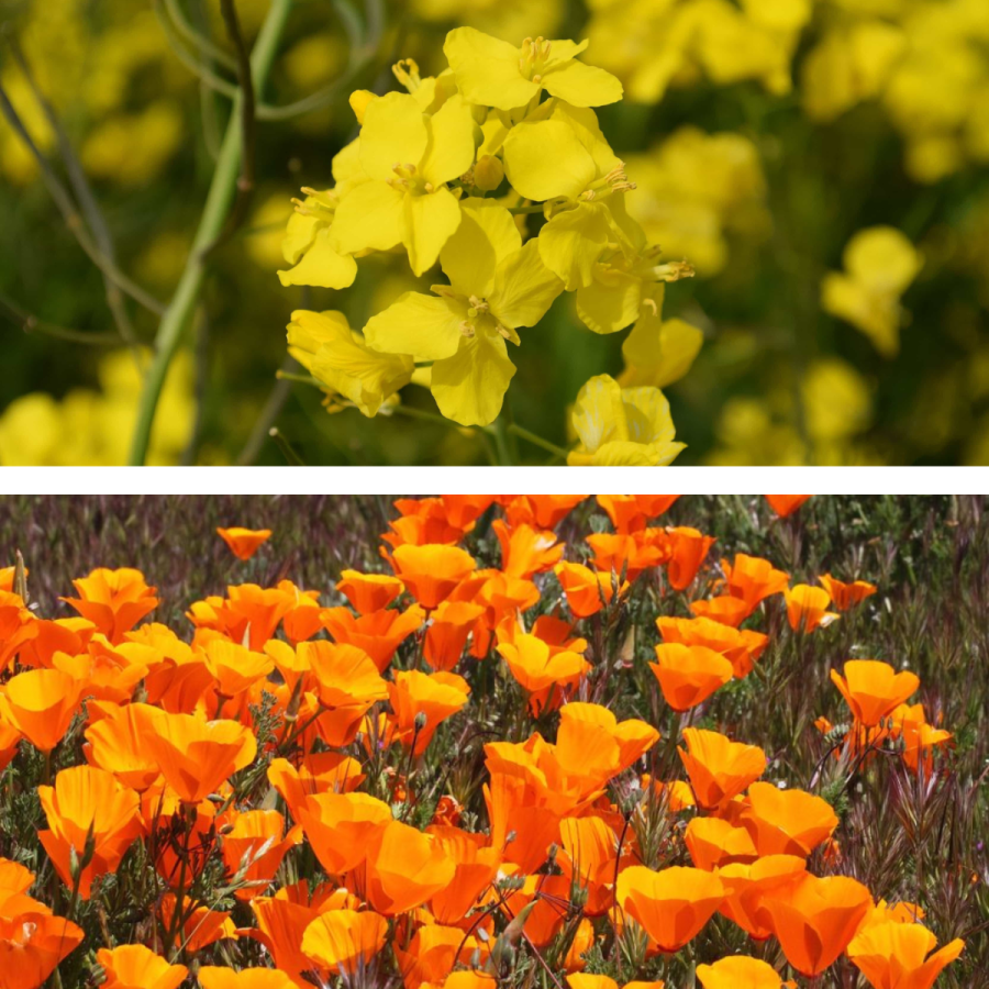 PLANT+POWER%3A+Poppies%2C+the+California+state+flower%2C+blooms+from+April+to+June.+The+native+plant+tends+to+thrive+in+mild+humidity+and+warm+temperatures.+Similar+to+poppies%2C+mustard+weed+can+be+spotted+throughout+California%2C+but+its+effects+are+detrimental.+This+invasive+plant+inhibits+the+growth+of+many+native+plant+species