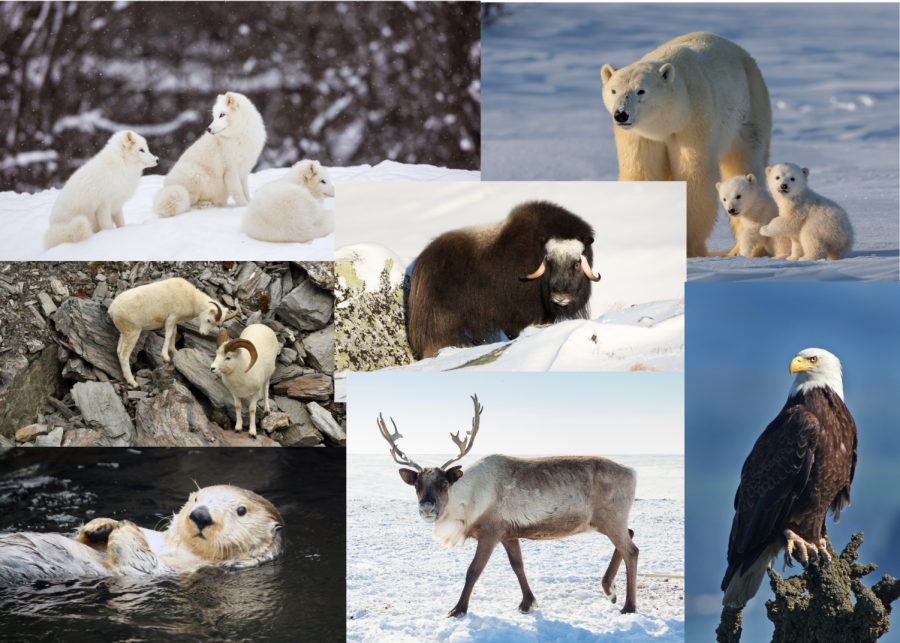 CONSEQUENCES+TO+WILDLIFE%3A+Some+animals+expected+to+be+impacted+by+Project+Willow+are+artic+foxes%2C+bald+eagles%2C+musk+oxen%2C+polar+bears%2C+reindeer%2C+sea+otters+and+many+more.