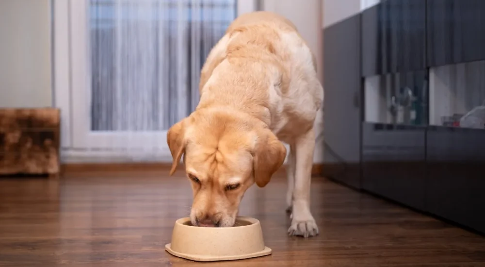 Fromm Family Foods Recalls More Than 5,000 Cases of Wet Dog Food Nationwide After Metal Contamination Complaints and Tells Owners to Stop Feeding It