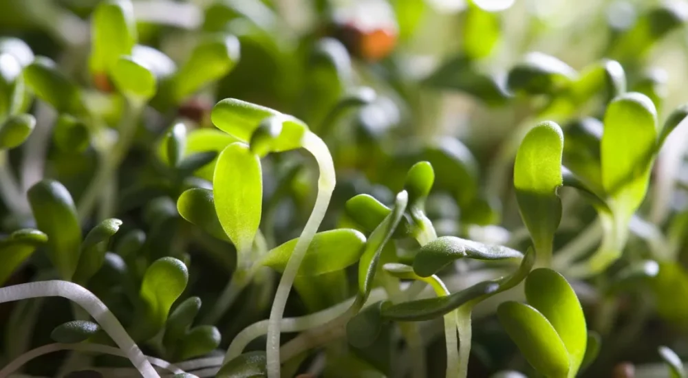 Minnesota Alfalfa Sprouts Recalled After E. Coli and Salmonella Outbreak Sickens at Least 55 People Across 15 States, Federal Officials Say